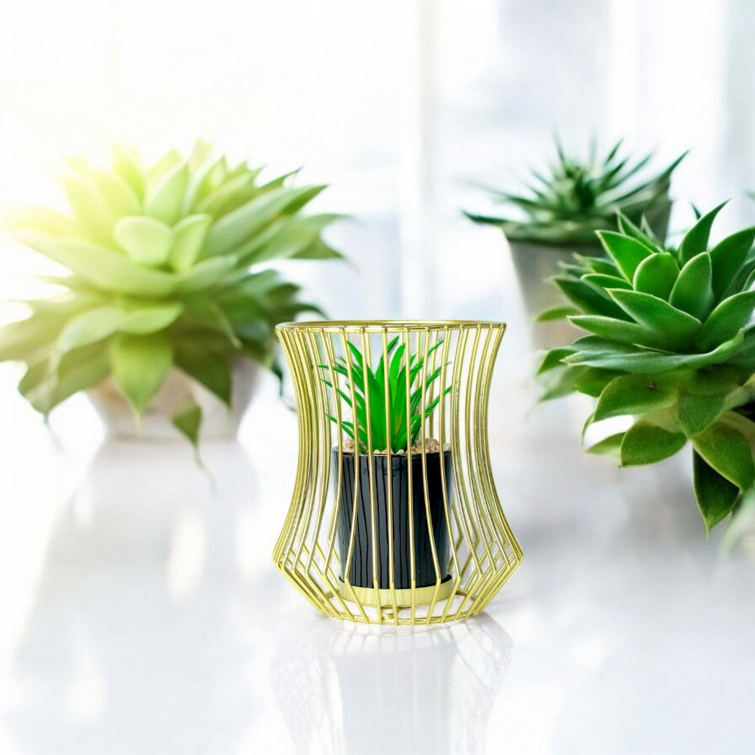 Golden Cage Cactus Main image